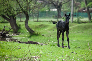 Small horse. Small horse galloping. Foal runs on green background. Small cute horse. Small baby horse laying in field
