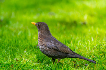 Turdus merula, or Eurasian blackbird, or the common blackbird,  a species of true thrush. It breeds in Europe, Asiatic Russia, and North Africa