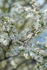 blooming cherry tree