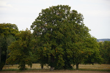 Trees, woods and fields, countryside, Saffron Walden, Essex, UK, September 2019