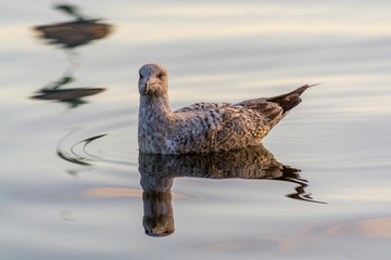 A seagull swimming at the Alster Lake under sunset in Hamburg, Germany.