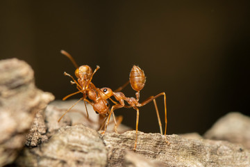 Image of red ant(Oecophylla smaragdina) on tree. Insect. Animal.