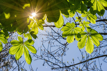 Obraz premium Horse chestnut leaves and sunbeams make their way between them