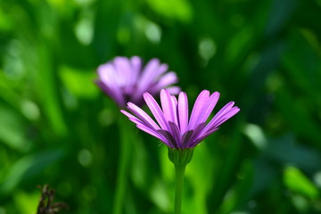 Fototapeta premium Purple flower