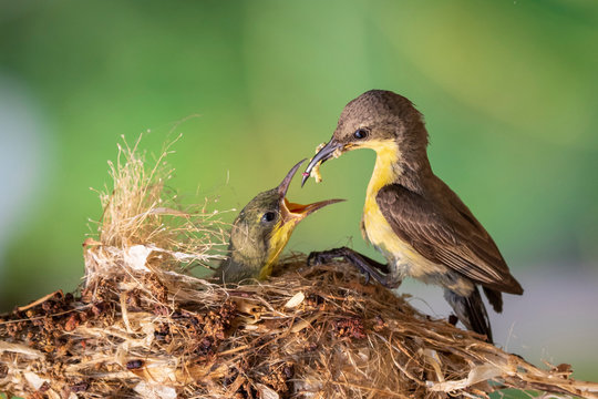 Image of Purple Sunbird (Female) feeding baby bird in the bird's nest on nature background. (Cinnyris asiaticus). Bird. Animals.