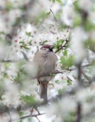 Sparrow in blooming branches in spring