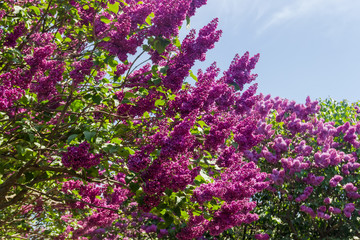 Obraz premium Background of the flowering lilac bushes against of the sky