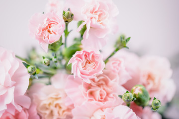 Obraz na płótnie Canvas Beautiful pink carnations flowers on a light background