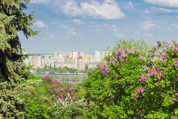 Fototapeta na wymiar Bushes of flowering lilac in garden against the modern city