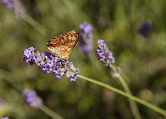 Butterfly On Lavnnder Flower Close up