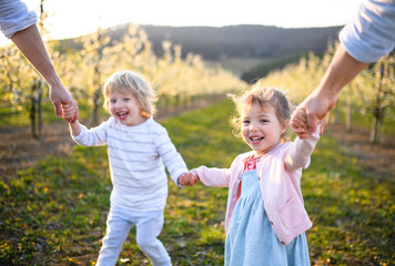 Fototapeta premium Family with two small children running outdoors in orchard in spring.