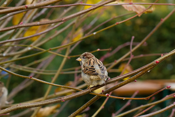 Little Sparrow Sitting On A Tree