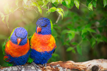 Cute Lorikeet Couple Sitting Together