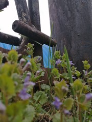 old wooden fence