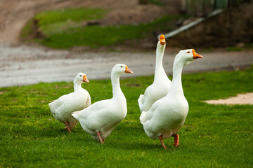 Flock of white domestic geese on the pasture. Big white goose in meadow. Domestic geese on the green lawn