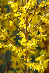 yellow blossoms