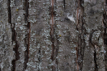 tree texture