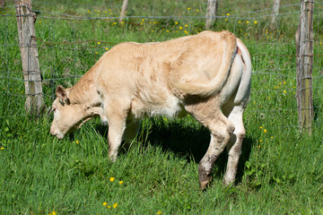 cow eating grass