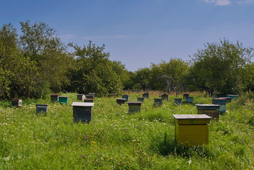 Beekeeper on apiary. Beekeeper is working with bees and beehives on the apiary.