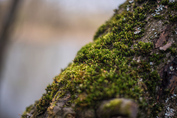 moss on trees and land. on a blurred background. macro
