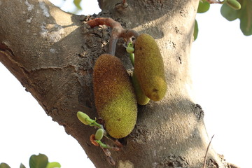 jackfruit tree in kerala 
