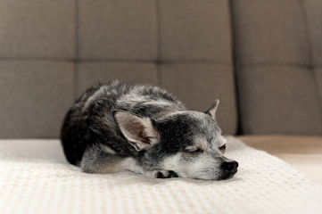Old black Chihuahua dog tried sleeping on couch at home.