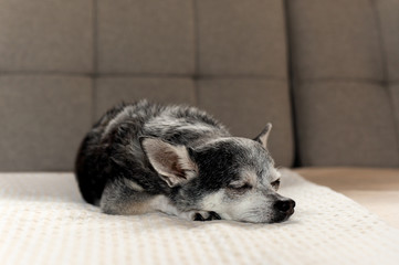 Obraz premium Old black Chihuahua dog tried sleeping on couch at home.