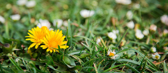 Żółty kwiat na łące. Mlecz na zielonej trawie.