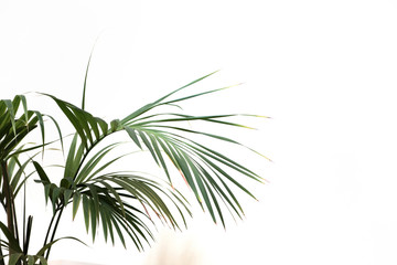 Palm tree leves isolated on white wall background.