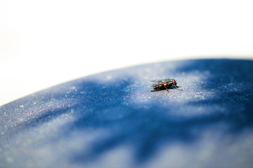 View Of A Green House Fly, Red Eyes, blue background
