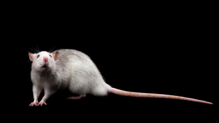Gray rat isolated on dark black background. Rodent pet.