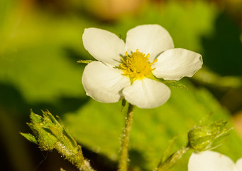 detail flower of wild strawberry (Fragaria vesca) or woodland, Alpine, Carpathian or European strawberry or fraisier des bois