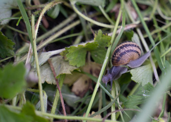 snail in the grass