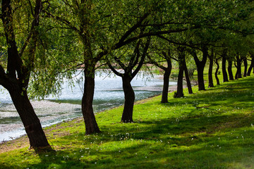 Group of tree at the green meadow. Field of green grass and blue sky in summer day. Tree line in formal park. Beautiful spring landscape in Republic of Moldova. Green landscape. Spring Nature.