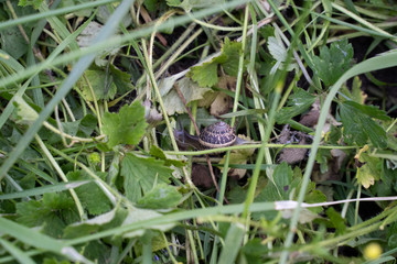 snail in the grass