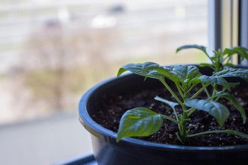 leaf, green, plant, herb, leaves, fresh, nature, food, white, oregano, basil, spice, mint, natural, ingredient, closeup, organic, healthy, garden, aromatic, macro, growth, herbal, herbs, young