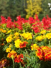 red and yellow flowers