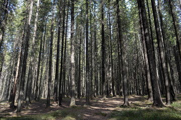 
spruce forest and tree trunks