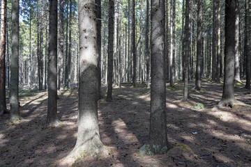 
spruce forest and tree trunks