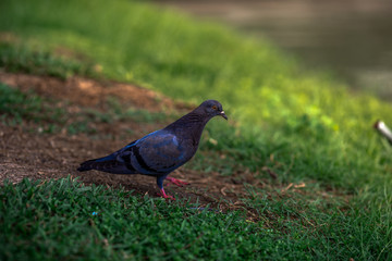 The background of pigeons foraging under large trees, with motion blur according to animal instincts.