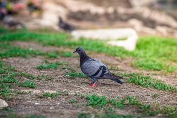 The background of pigeons foraging under large trees, with motion blur according to animal instincts.