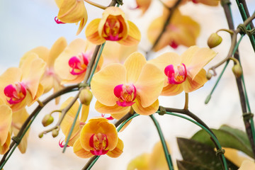 Beautiful Phalaenopsis Orchid flower blooming in garden floral background