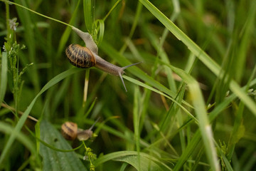 snail in the grass