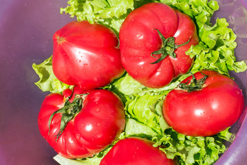 delicious juicy tomatoes with water drops and green lettuce leaves. Vegetarian Breakfast and health care after the virus