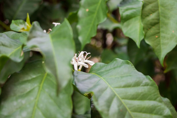 White flower in coffee tree close up