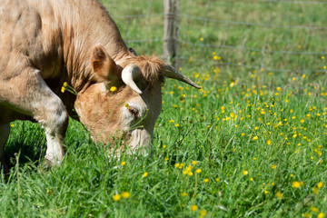cow eating grass