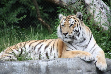 Fototapeta premium leżący tygrys z podniesioną głową