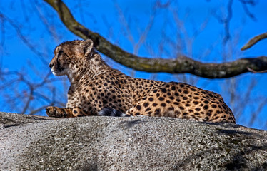 Cheetah on the stone in its enclosure. Latin name - Acinonyx jubatus	