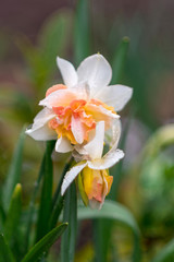 beautiful yellow and white narcissus bloom in the garden. Blooming daffodils macro.