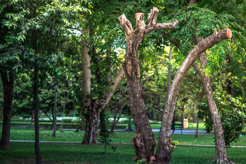 The natural background of the trunks of trees planted in the park, with blurred winds, fresh air and coolness.